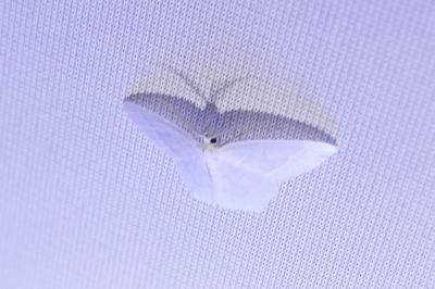 <i>Jodis lactearia</i>