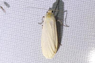 <i>Wittia sororcula</i>