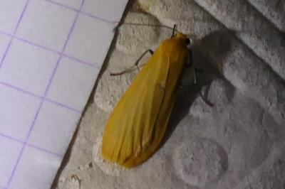 <i>Wittia sororcula</i>