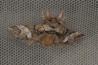 <i>Drymonia dodonaea</i>