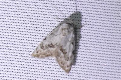 <i>Nola confusalis</i>