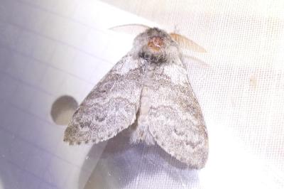 <i>Calliteara pudibunda</i>