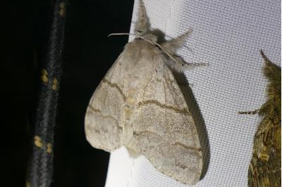 <i>Calliteara pudibunda</i>