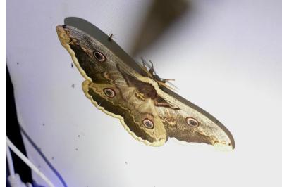 <i>Saturnia pyri</i>