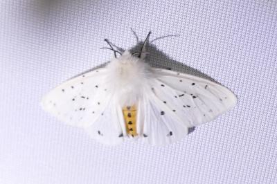 <i>Spilosoma lubricipeda</i>