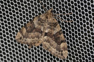 <i>Thera britannica/obeliscata/variata</i>