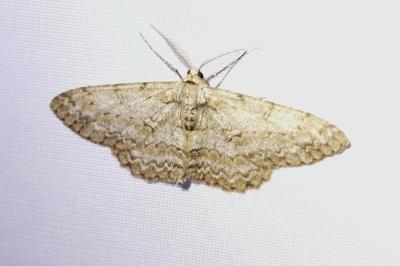 <i>Hypomecis punctinalis</i>