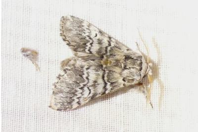 <i>Drymonia ruficornis</i>