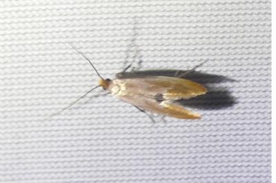 <i>Tinea semifulvella</i>