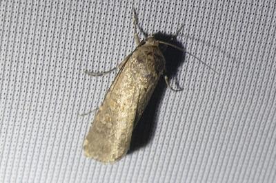 <i>Spodoptera exigua</i>