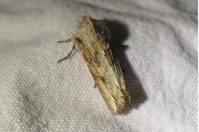 <i>Egira conspicillaris</i>