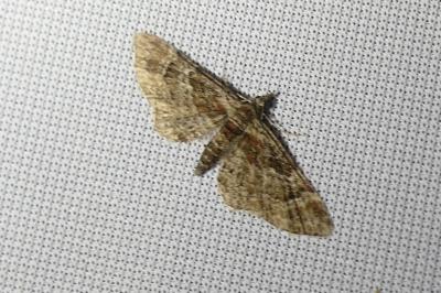 <i>Gymnoscelis rufifasciata</i>