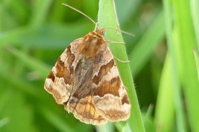 <i>Euclidia glyphica</i>