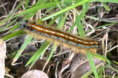 <i>Malacosoma neustria</i>