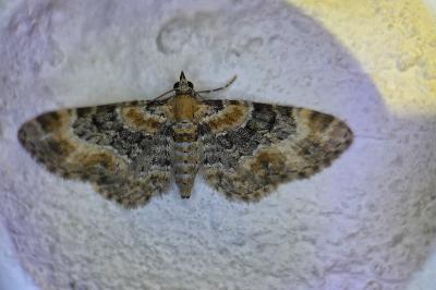 <i>Eupithecia pulchellata</i>