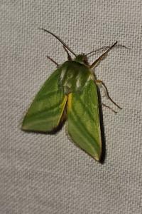 <i>Pseudoips prasinanus</i>