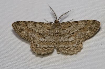 <i>Hypomecis punctinalis</i>