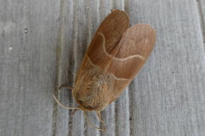 <i>Macrothylacia rubi</i>