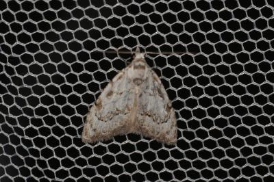 <i>Nola confusalis</i>