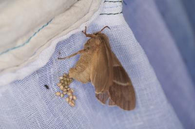 <i>Macrothylacia rubi</i>