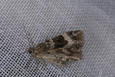 <i>Epirrhoe alternata</i>