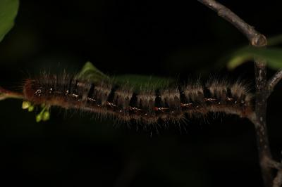 <i>Lasiocampa quercus</i>