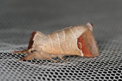 <i>Clostera curtula</i>