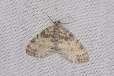 <i>Lobophora halterata</i>