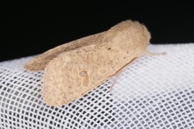 <i>Orthosia cruda</i>