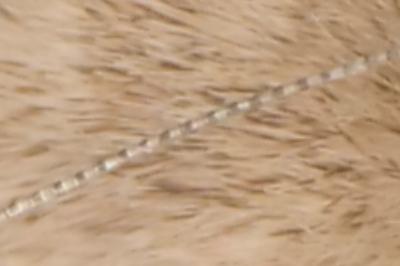 <i>Nematopogon adansoniella</i>