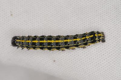 <i>Orthosia miniosa</i>