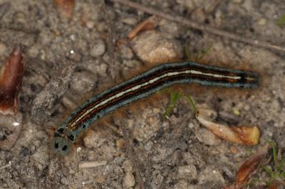 <i>Malacosoma neustria</i>