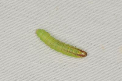 <i>Acrobasis advenella</i>