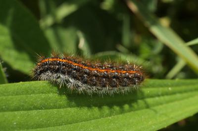 <i>Spiris striata</i>