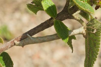 <i>Colotois pennaria</i>