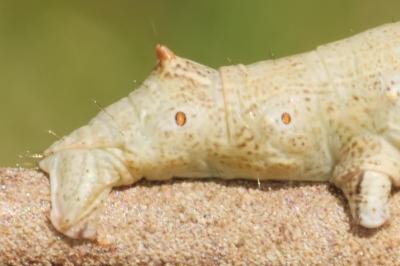 <i>Colotois pennaria</i>