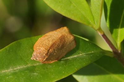 <i>Cacoecimorpha pronubana</i>
