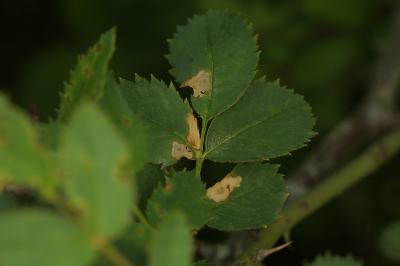 <i>Coleophora gryphipennella</i>