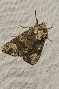 <i>Craniophora ligustri</i>