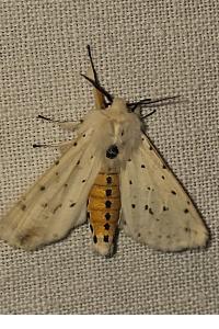 <i>Spilosoma lubricipeda</i>