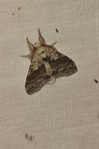 <i>Calliteara pudibunda</i>