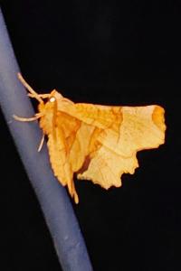 <i>Selenia lunularia</i>