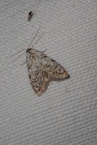 <i>Nola confusalis</i>