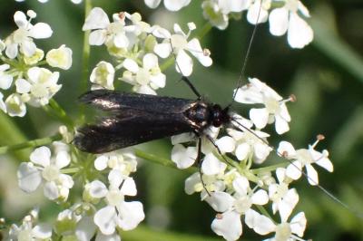 <i>Adela reaumurella</i>