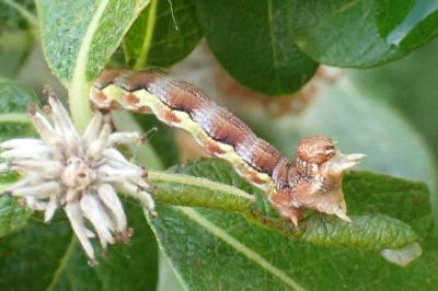 <i>Erannis defoliaria</i>