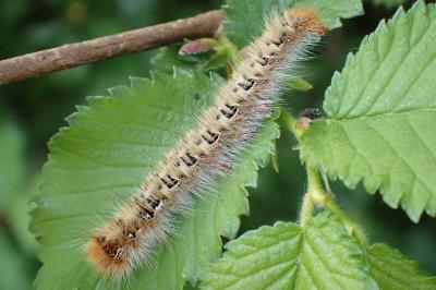 <i>Lasiocampa quercus</i>