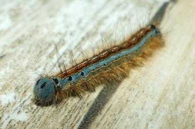 <i>Malacosoma neustria</i>