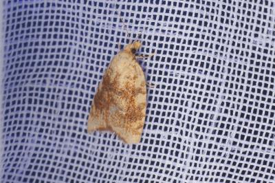 <i>Aleimma loeflingiana</i>