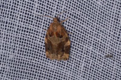 <i>Archips xylosteana</i>