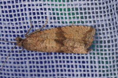 <i>Celypha striana</i>